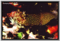 A Gnatophyllum elegans in the Mediterranean sea. 